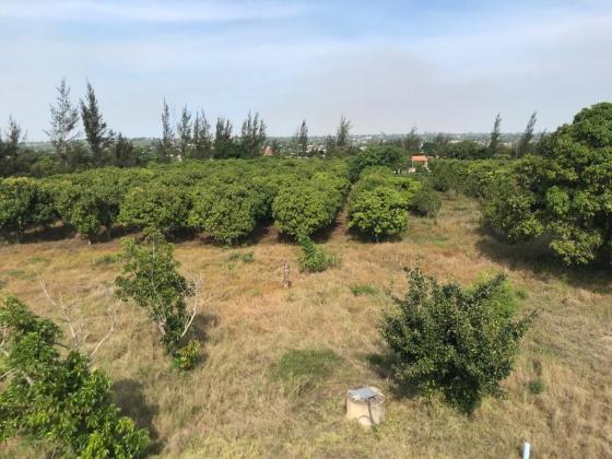 VENDE-SE PROPRIEDADE COM 4 HECTARES EM MARRACUENE -FACIM