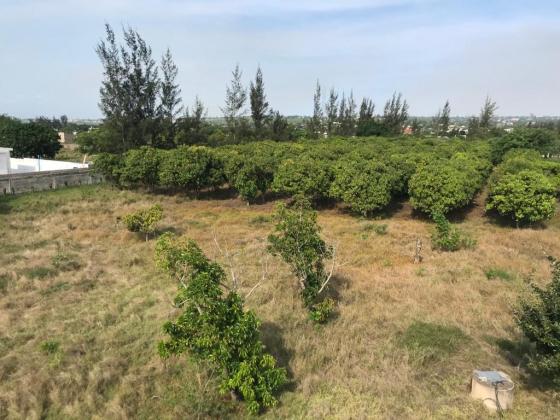 VENDE-SE PROPRIEDADE COM 4 HECTARES EM MARRACUENE -FACIM
