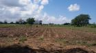 TRANSPASSE DE MACHAMBA COM 8ha  EM MAZAMBANINE- BOANE