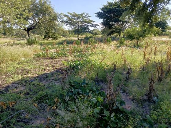 Trespasse desta propriedade de 3 hectares no bairro Mahoche