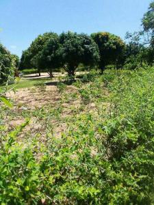 Trespassa-se terreno com 4.7 hectares na KaTembe | Bairro Chali 🎁