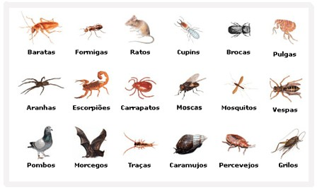 fumigação pulverização percevejos etc