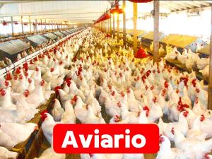 Vende-se Aviário em Maputo
