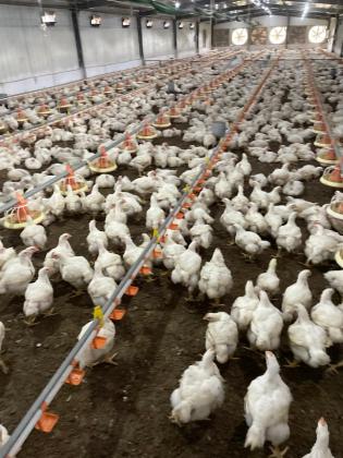 Vende-se aviario industrial num terreno de 5.000m² - FACIM