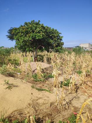 Terreno de 8 hectares a berma da estrada circular - ALBAZINE