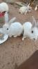 COELHOS da Raça FLORIDA WHITE